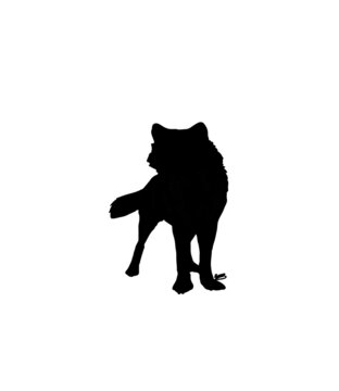 black panther on white background