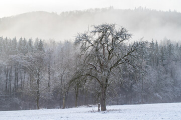Wintereinbruch am Schlater Wald