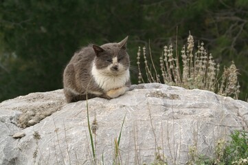 Cat sleeps on the rock