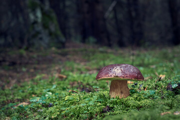 Boletus edulis