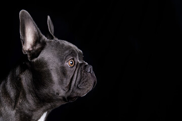 Beautiful dog gray french bulldog looking, on black background