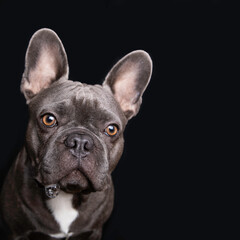 Gray french bulldog staring at camera with saliva bubbles