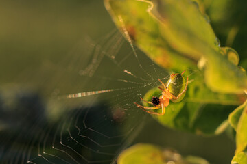 Kürbisspinne (Araniella curcurbitina) mit Beute