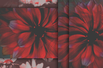 Colorful red floral Background. Greeting card  background