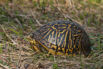 Florida box turtle - Terrapene carolina bauri