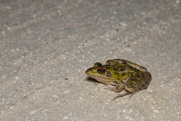 Southern Leopard Frog - Lithobates sphenocephalus