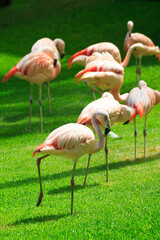 Unusual bright birds pink flamingos walking on the grass in the zoo on the canary island of Tenerife in spain