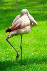 Unusual bright bird pink flamingo walking on the grass and cleaning feathers in the zoo on the canary island of Tenerife in spain