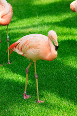 Unusual bright bird pink flamingo walking on the grass in the zoo on the canary island of Tenerife...