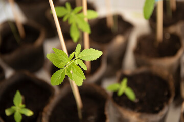Closeup of young cannabis plants growing in pots