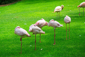 Unusual bright birds pink flamingos walking on the grass in the zoo on the canary island of Tenerife in spain