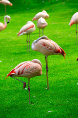 Unusual bright birds pink flamingos walking on the grass in the zoo on the canary island of Tenerife in spain