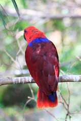 Unusual bright colorful bird parrot sitting on branch in the zoo on the canary island of Tenerife in spain