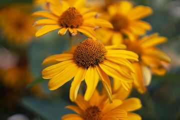 yellow flowers close-up