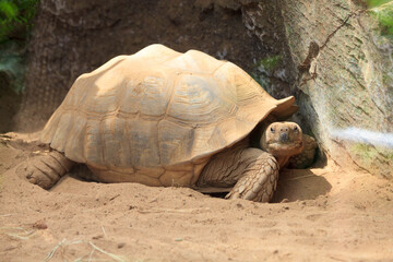 Unusual brown big old ancient reptile turtle lying on sand in the zoo on the canary island of Tenerife in spain