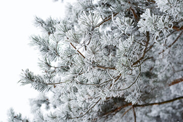 Pine branch covered with snow and frost. Winter forest landscape.