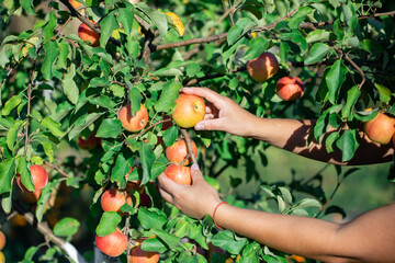 Picking apples in the home garden. © photovalebnaya