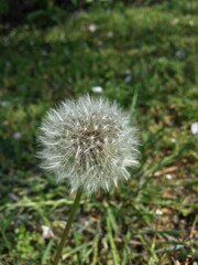 dandelion on green background