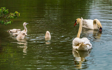  Swans family with cute nestlings on lake, reflections in water