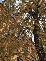 autumn in the park