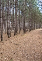 path in forest