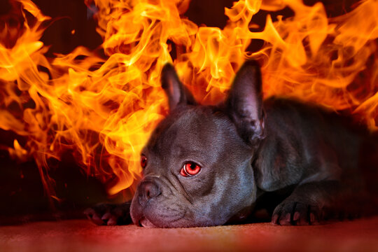 Ein Hund mit glutroten Augen ist von Flammen umgeben und h&auml;lt Wache