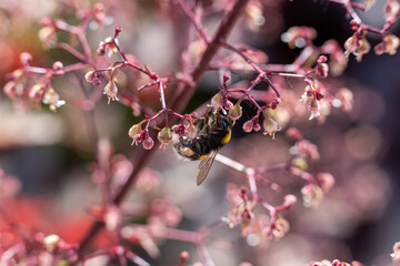Bumblebee_Artistic