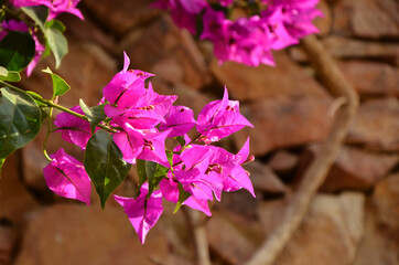 Pink flowers on a stone wall background