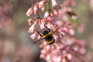 Bumblebee_Snacking