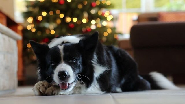 Black and White Border Collie Dog Enjoys her Bone in the Living Room. Domestic Animal Nibbles Bone While Lying on Floor in front of Christmas Lights.