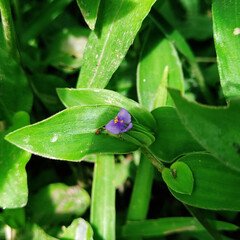 Virginia dayflower in the grass