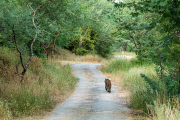 Fototapeta na wymiar Indian wild male leopard or panther walking on a jungle track in natural green background during monsoon season wildlife safari at forest of central india - panthera pardus fusca