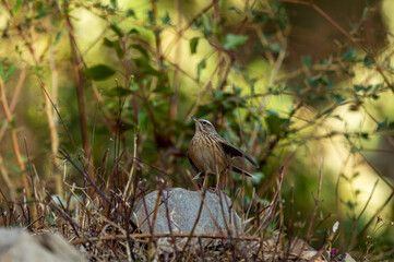 Upland pipit or Anthus sylvanus perched on rock in natural green background at foothills of himalaya uttarakhand india