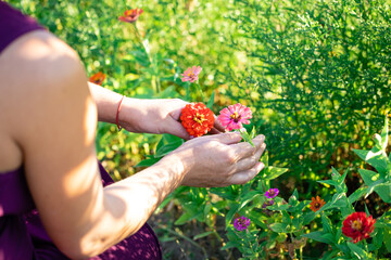 The hostess takes care of flowers in her garden.