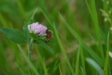 ムラサキツメクサの花粉を収集するミツバチ