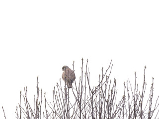 falcon perching on top of a tree