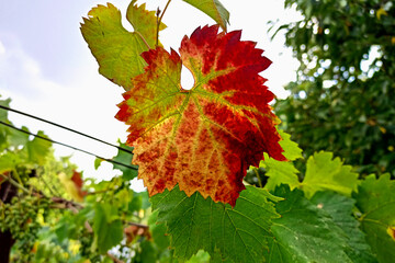 Multicolored Grapes leaves on a vineyard. Leaves affected by disease. Lost grape harvest.