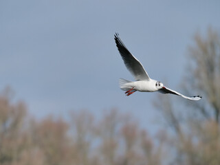 seagull in flight