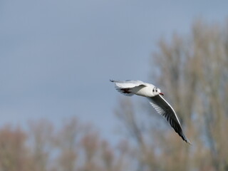 seagull flying in the sky
