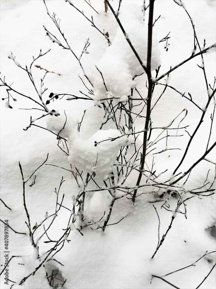 Canvas Prints branches of a tree covered in snow