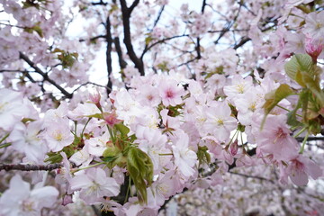 Beautiful cherry blossom sakura in spring time over blue sky in Osaka, Japan - 桜 お花見 造幣局 桜の通り抜け 大阪 日本
