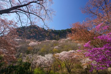 屏風岩公苑（奈良県宇陀郡曽爾村） (桜 sakura ,cherry,japan,flower,travel,spring,tree,blossom,soni,uda,nara,byobuiwa park,blue sky)