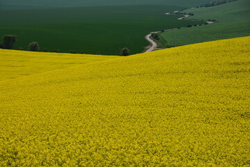 Obraz premium Remote isolated winding road in the middle of green and yellow fields