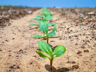 Sunflower Seedlings Agriculture