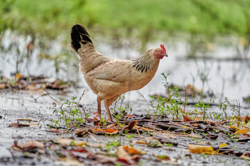 chicken on the farm