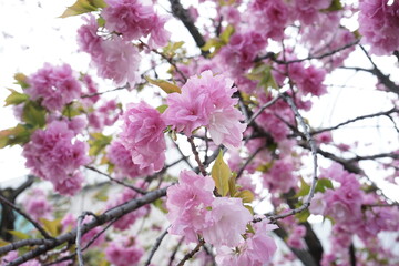 Beautiful cherry blossom sakura in spring time over blue sky in Osaka, Japan - 桜 お花見 造幣局 桜の通り抜け 大阪 日本
