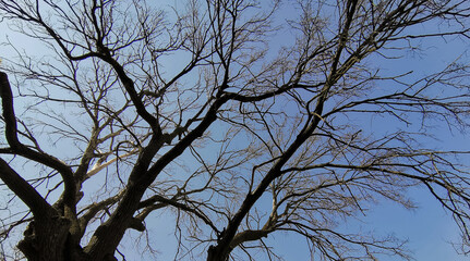 lonely old dried wood, dark branches against the blue sky. concept of old age and loneliness