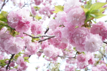 Beautiful cherry blossom sakura in spring time over blue sky in Osaka, Japan - 桜 お花見 造幣局 桜の通り抜け 大阪 日本
