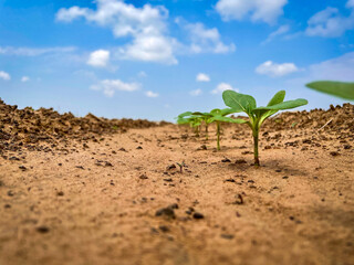 Sunflower Seedlings Agriculture