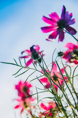 Beautiful cosmos pink flowers blooming in garden with blue sky in ant view for natural background concept